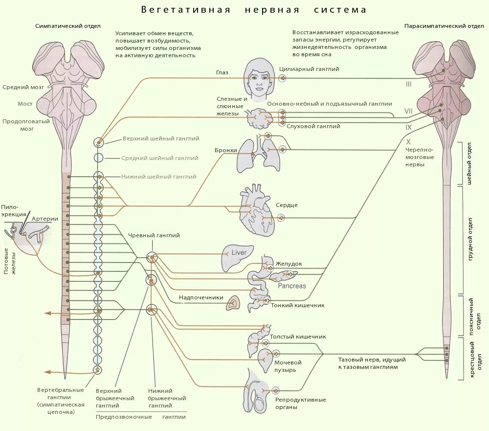 Укажите симпатические нервы. Строение симпатического отдела вегетативной нервной системы схема. Периферический отдел вегетативная нервная система человека. Схема строения симпатического отдела ВНС. Центры и периферический отделы симпатической нервной системы.