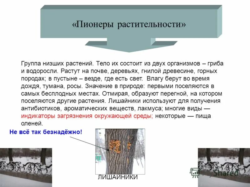 Лишайники пионеры растительного Покрова. Почему лишайники называют пионерами растительности. Почему лишайники пионеры растительного.