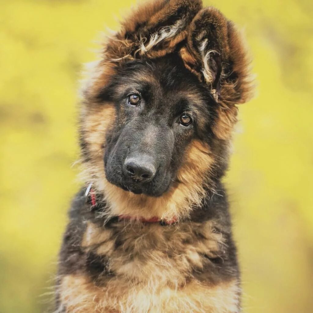 Баварская овчарка Shepherd. German Shepherd немецкая овчарка щенок. Немецкая овчарка длинношерстная лохмач. Немецкая овчарка длинношерстная щенки.