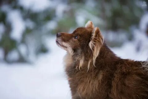Ненецкая лайка