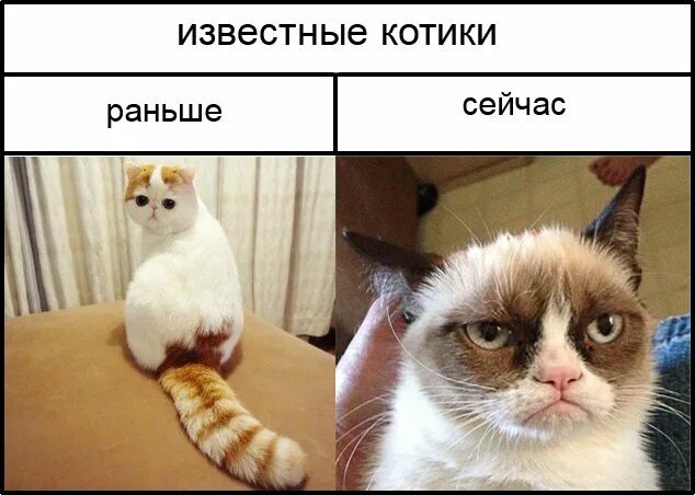 Ржачные коты мемы. Коты мемы. смешные коты мемы. кот мем.