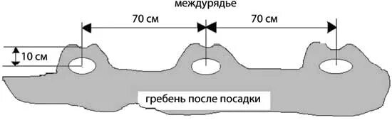 Схема посадки картофеля в гребни. Глубина посадки картофеля в гребни. Размеры гребня картофеля. Междурядья для посадки картофеля. Ширина гребня