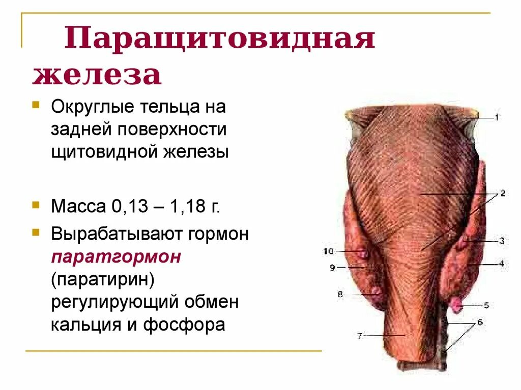 Паращитовидные железы гормоны. Строение гормонов паращитовидной железы. Вес паращитовидной железы. Паращитовидные железы строение функции гормоны. Паращитовидная железа строение.