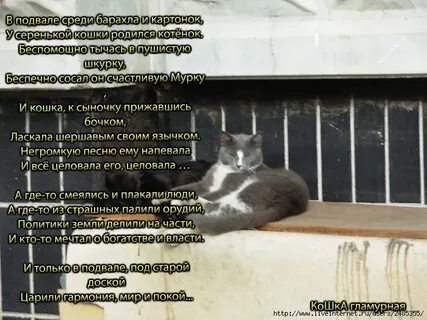 Белая кошка текст
