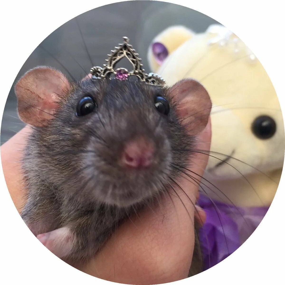 Rat meme