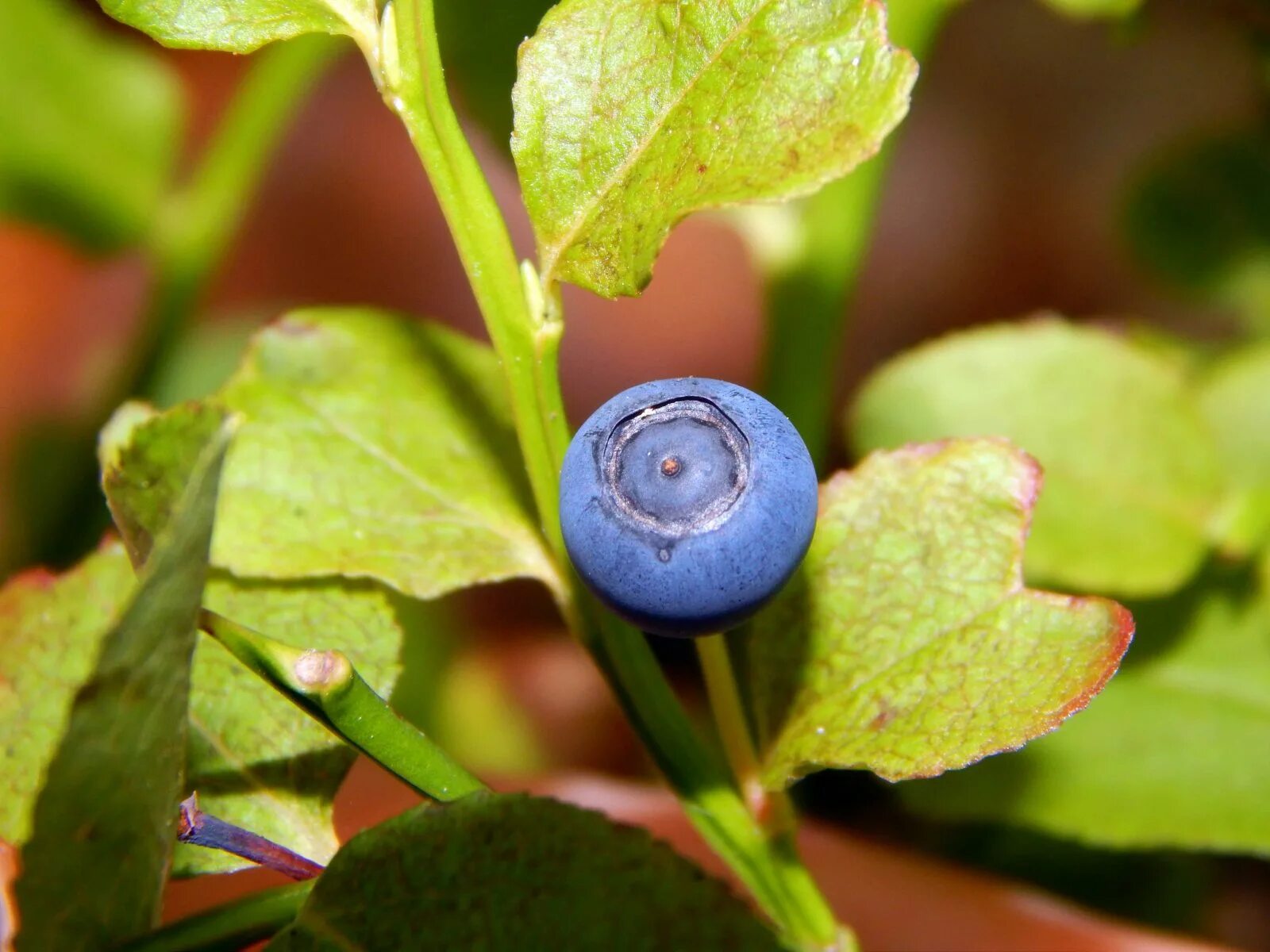 Видео черничный. Черника (Vaccinium myrtillus). Vaccinium myrtillus черника ягоды. Черника обыкновенная (Vaccinium myrtillus l.). 178. Черника обыкновенная - Vaccínium myrtíllus..