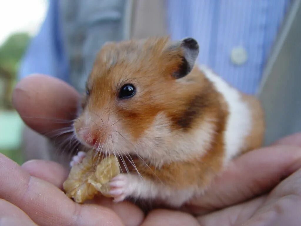 Hamster kombar. Хомяк. Hamster kombar. Джунгарский хомячок. Сирийский карликовый хомяк.