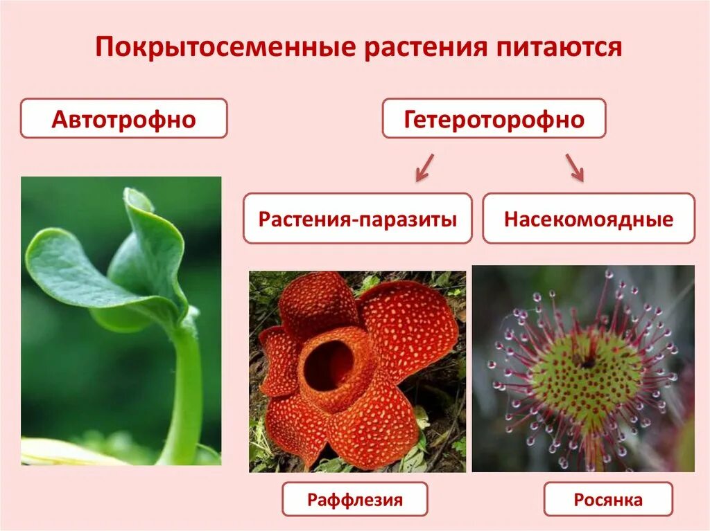 Урок покрытосеменные. Покрытосеменных цветковых растений. Покрытосеменные растения цветковые названия. Представители покрытосеменных цветковых.