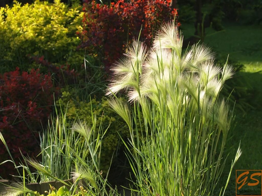 ковыль перистый (stipa pennata). пампасная трава розовая. ковыль-волосатик. ковыль многолетний. ковыль stipa tenuissima.