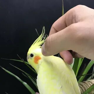 Корелла отзывы