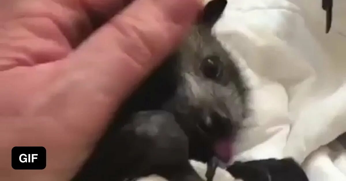 Издевательства над мышью. Издевательство над грызунами, ежами. Крыса моется в раковине. Издевательства над мышью. Кошка издевается над мышкой.