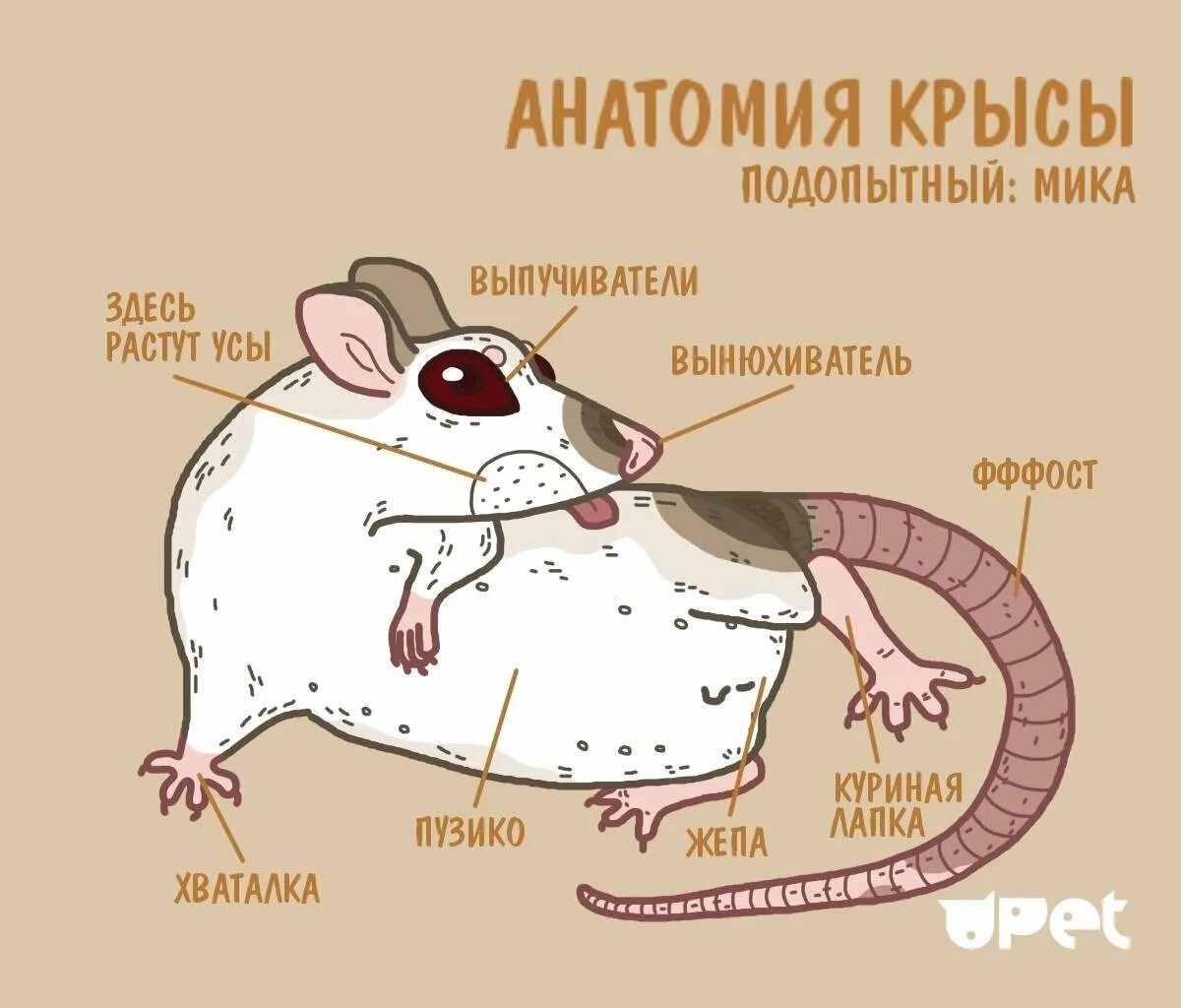Мышь строение анатомия. Строение крысы. Мышь строение тела.