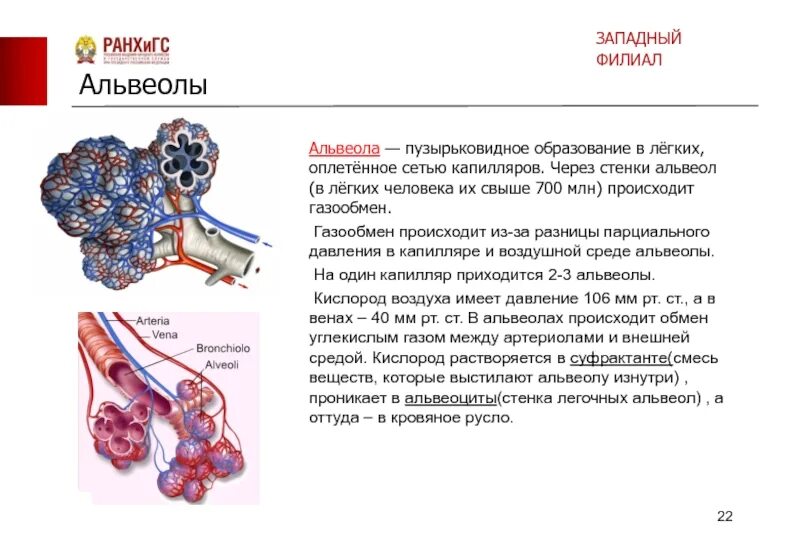 В легочных пузырьках происходит