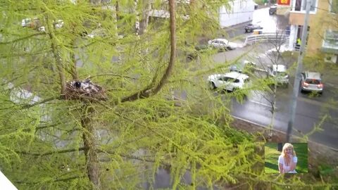 Вороны свили гнездо напротив окна