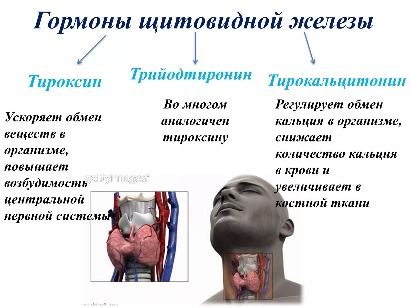 Гормоны вырабатываемые щитовидной железой