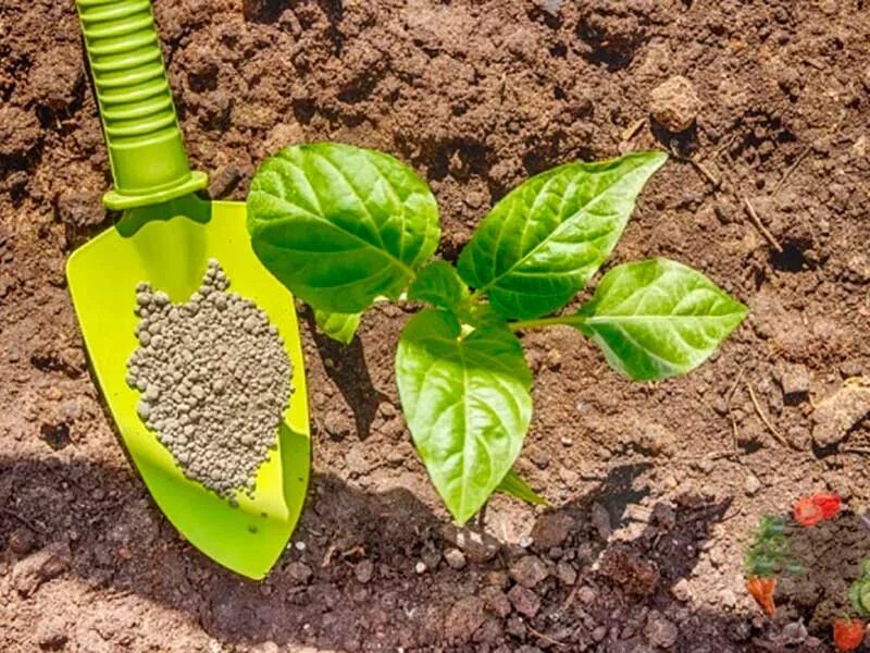 мочевина удобрения. подкормка перца. карбамид для перцев. карбамид для перцев. карбамид для перцев.