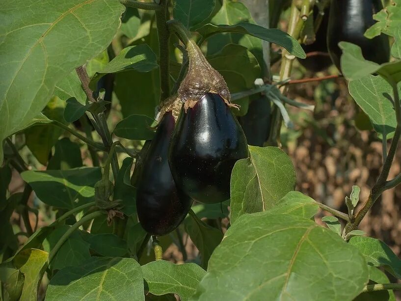 Баклажан чешский ранний. 7 баклажанов. Температура почвы для высадки рассады. Какую темп выдерживают баклажаны. Баклажан сорт гелиос.