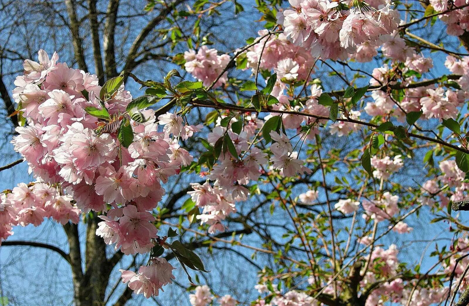 Пышные цветы на ветке. Пышное цветение цветов. Пион сплендид корнелия. Пышное цветение цветов. Сакура пышная.