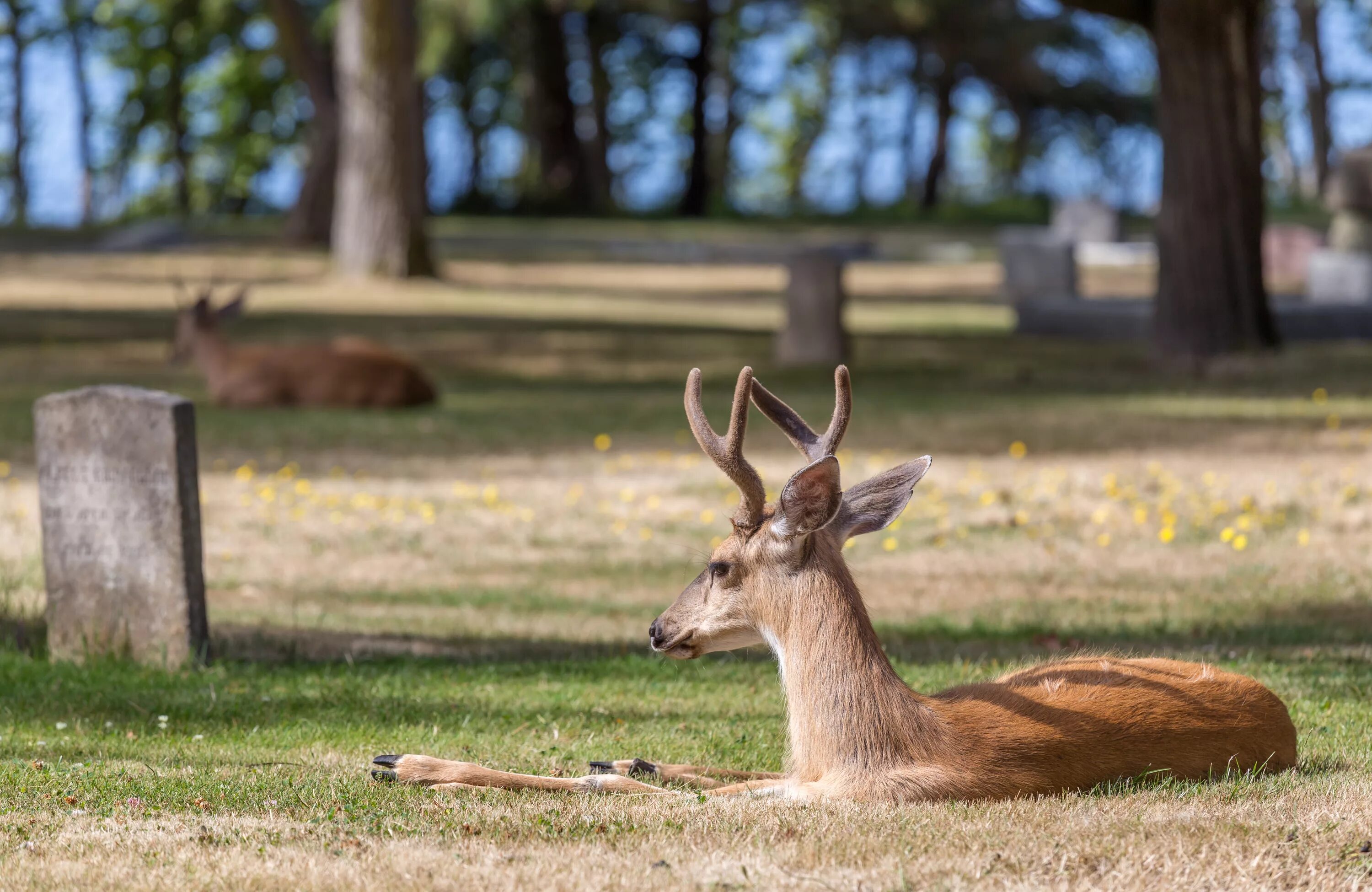 Ross Bay Cemetery. Ross Aşbay. Deer marie