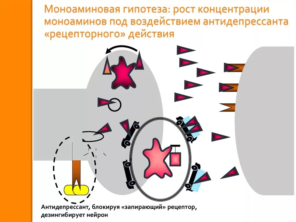 Принцип действия антидепрессантов. Моноаминовая гипотеза депрессии. Рецепторы моноаминов. Моноаминовая парадигма. Антидепрессанты при головной