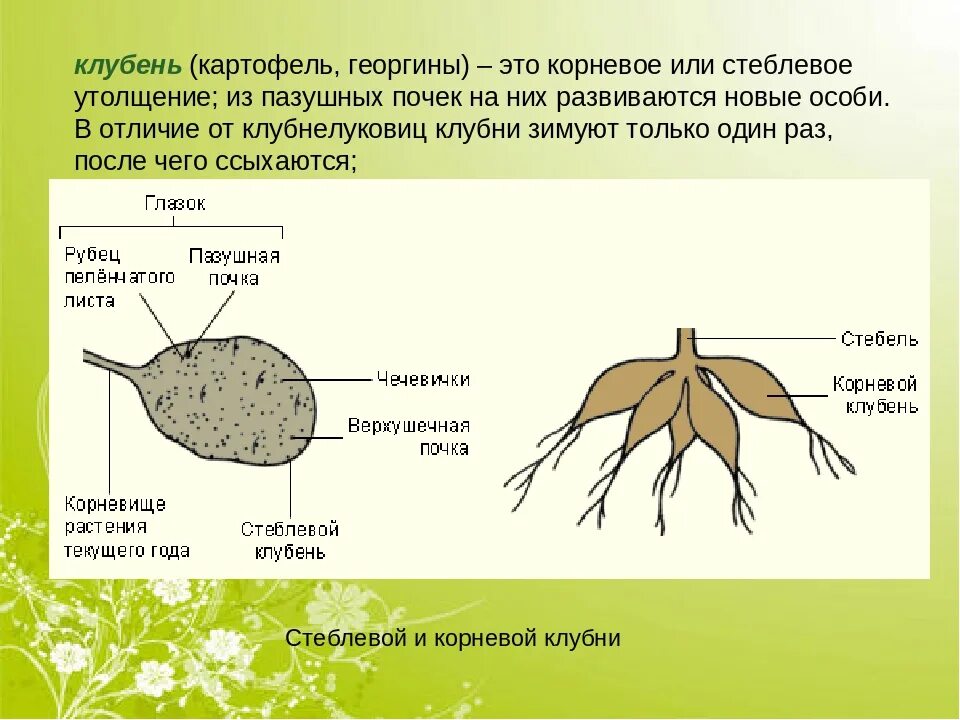 Видоизменения корня картофеля. Корневые клубни картофель. корневые клубни схема. строение клубня картофеля схема.