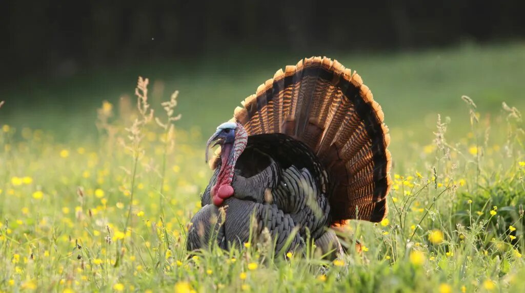 Домашние животные индюк. Голос индюка. Индюк кричит. Слушать индюков. Слушать индюков.