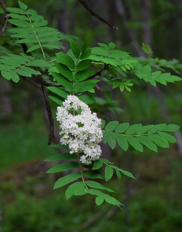 Рябина цветет. Рябина обыкновенная цветение. Sorbus aucuparia цветет. Рябина обыкновенная соцветие. Рябина обыкновенная дерево цветет.