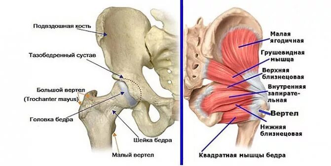 Подвздошная кость болит. Связки большого вертела тазобедренного сустава. Сухожилия тазобедренного сустава анатомия. Трохантерит тазобедренного сустава. Трохантерита тазобедренного сустава симптомы.