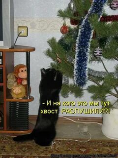 Почему елка не пахнет