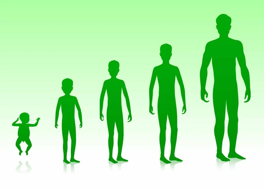 Stages of development. Child growth and development. Силуэты людей разных возрастов. Age development. Этапы развития детей английский.