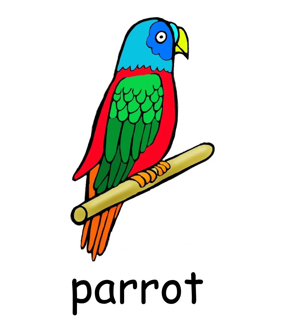 Can parrots talk ответ. Попугай по английскому. My parrot перевод. Budgie parrot разница. Загадка про попугая на английском.