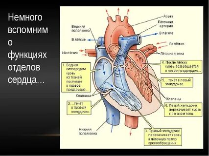 Правая нижняя легочная артерия