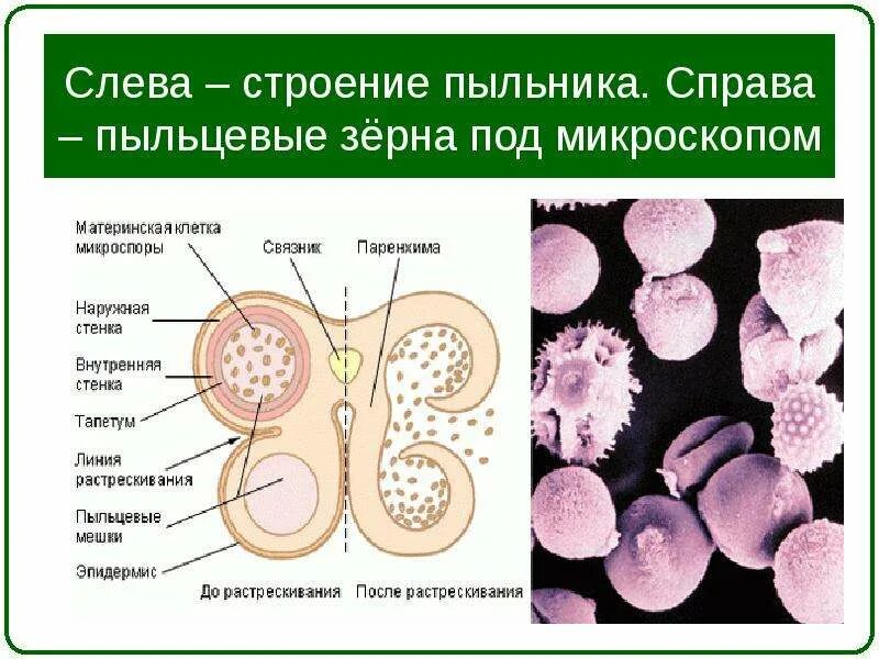 Пыльники пыльцевое зерно