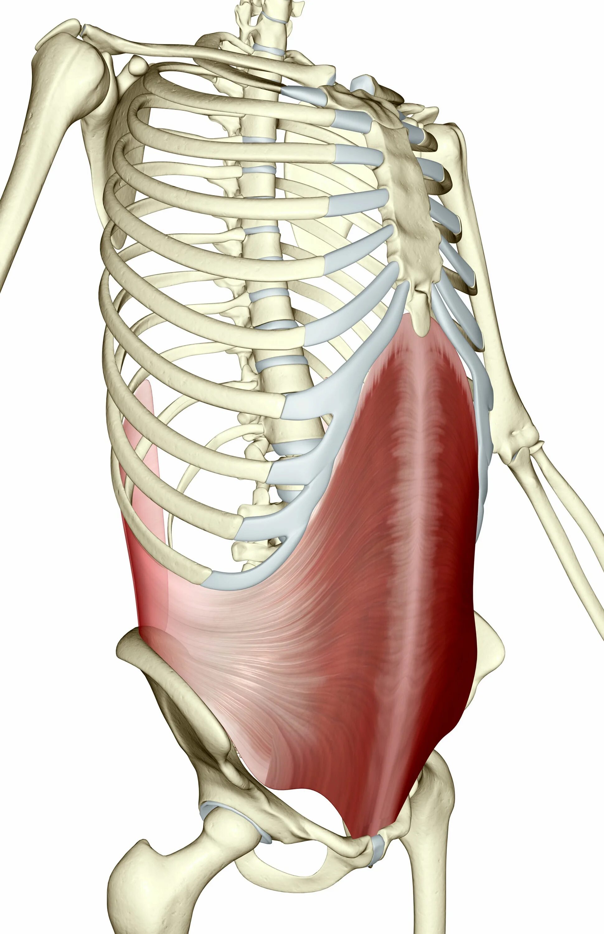 Поперечная мышца живота. Transversus abdominis. Поперечная мышца живота анатомия. Musculus transversus abdominis. Transverse abdominis мышца.