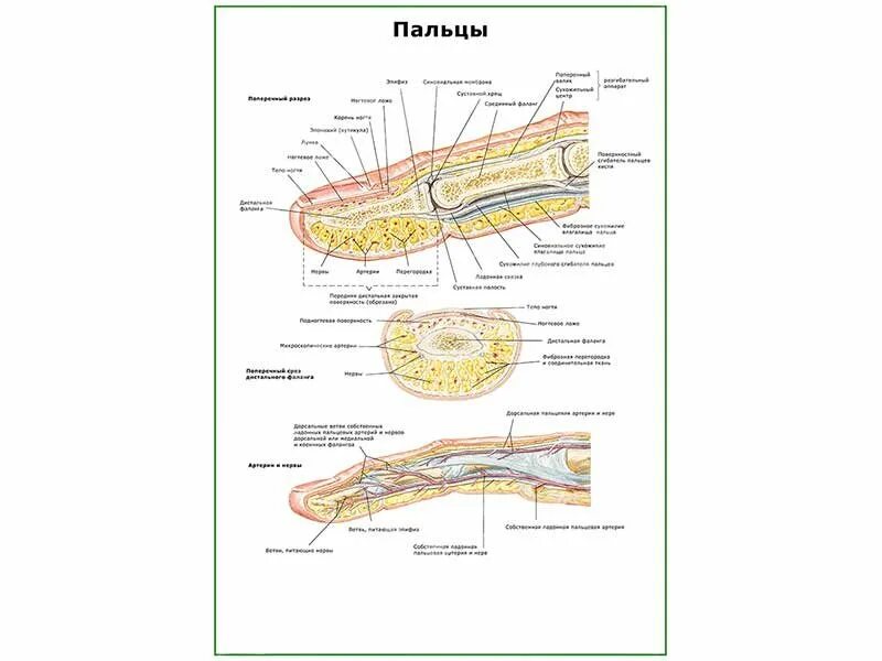 Анатомия пальца руки человека. Послойная топография тыла кисти. Строение пальца и ногтя. Мышцы кисти руки человека анатомия. Строение пальца человека.