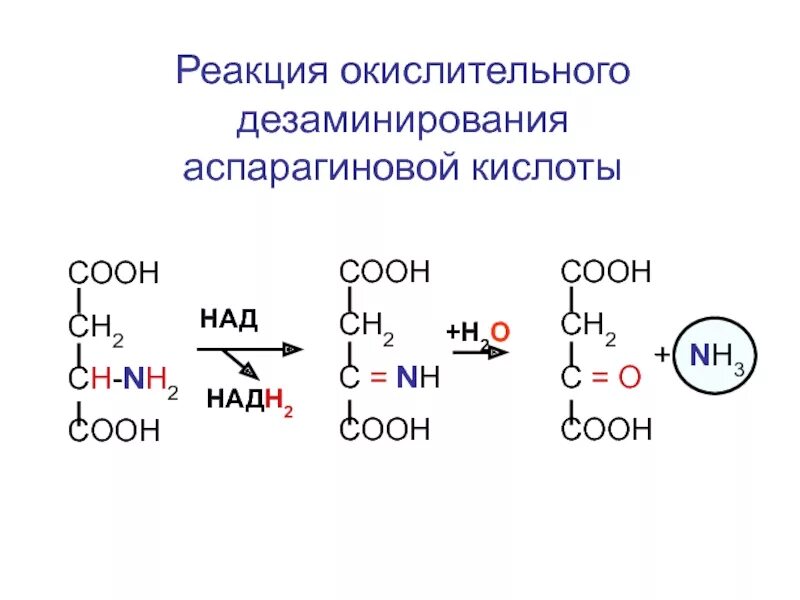 Непрямое окислительное дезаминирование. Реакция окислительного дезаминирования аспарагиновой кислоты. Непрямое дезаминирование аспартата. Реакции непрямого окислительного дезаминирования. Реакция непрямого дезаминирования аланина.