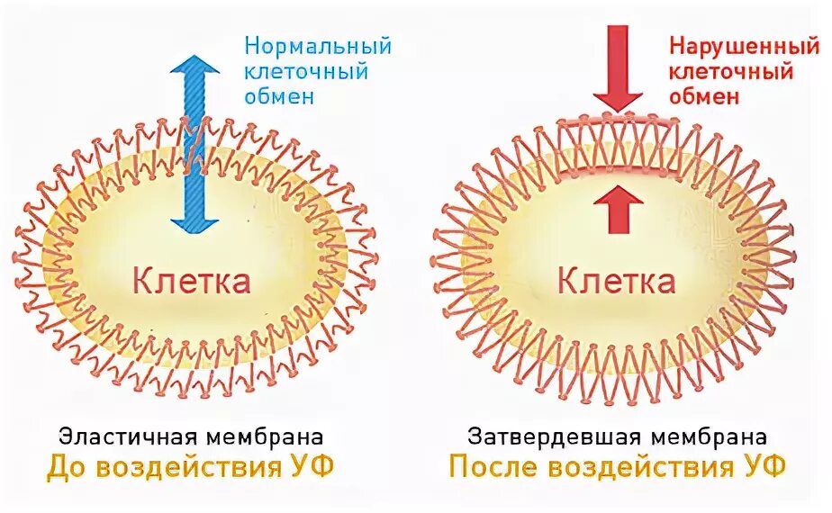 Влияние на клеточном уровне. Воздействие ультрафиолетового излучения на кожу. влияние уф лучей. воздействие солнечного излучения. влияние ультрафиолета на микроорганизмы.