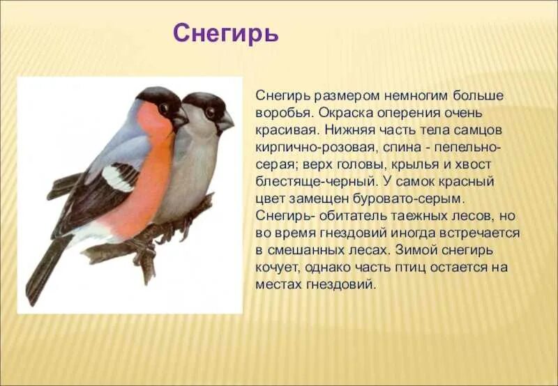 Снегирь описание. Снегирь размер птицы. снегирь окраска оперения. снегирь части тела. сравнительное описание птиц.