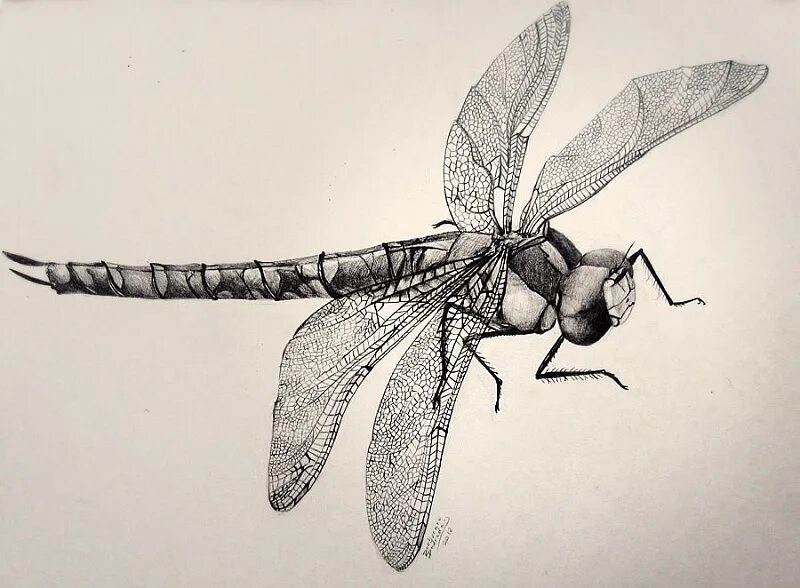 Стилизованные стрекозы. Стилизованныенрасекомые. Насекомые графика. Зарисовки насекомых. Эскизы насекомых.