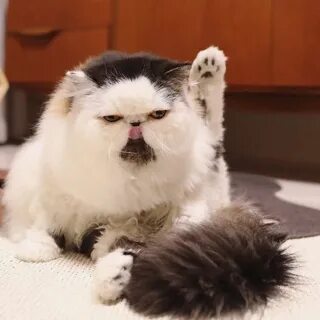 Кот зу