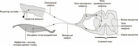 Установите последовательность рефлекторной дуги соматического безусловного рефлекса