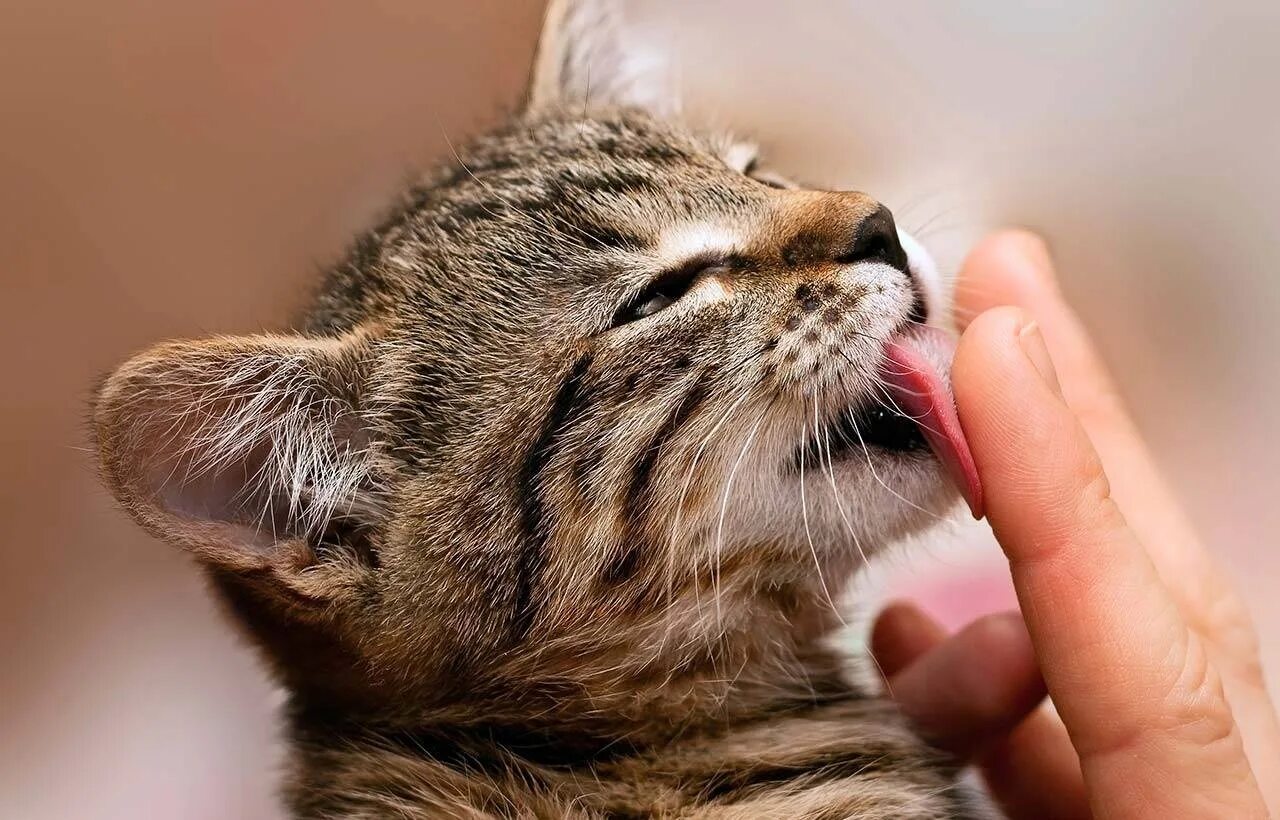 Почему коты ласкаются