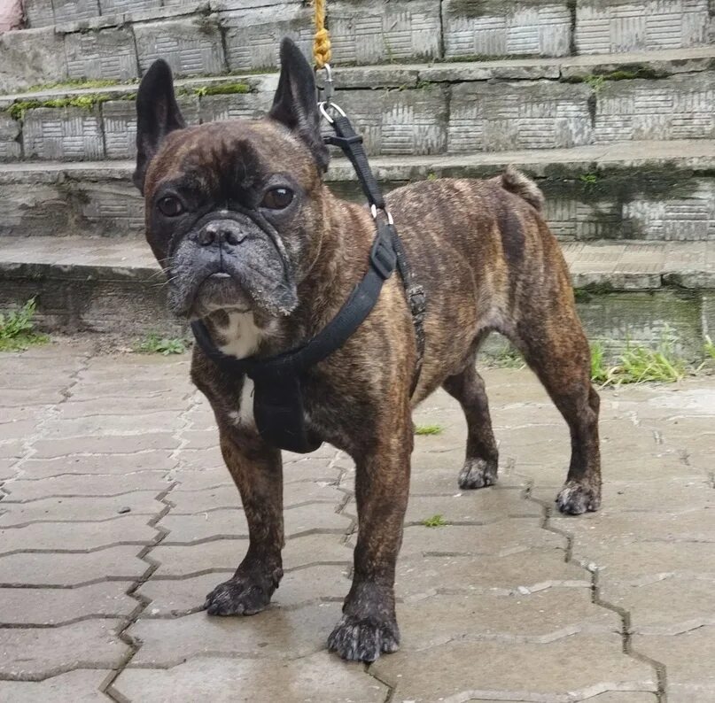 Найден французский бульдог. Найден французский бульдог. Французский бульдог в метро. Бульдог ищущая след. Французский бульдог найден потерян.