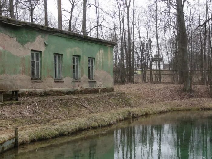 Родник Иордань в Ропше. Источник Иордань в Ропше. Ропша радоновые. Родники в Ропше Ленинградской области.