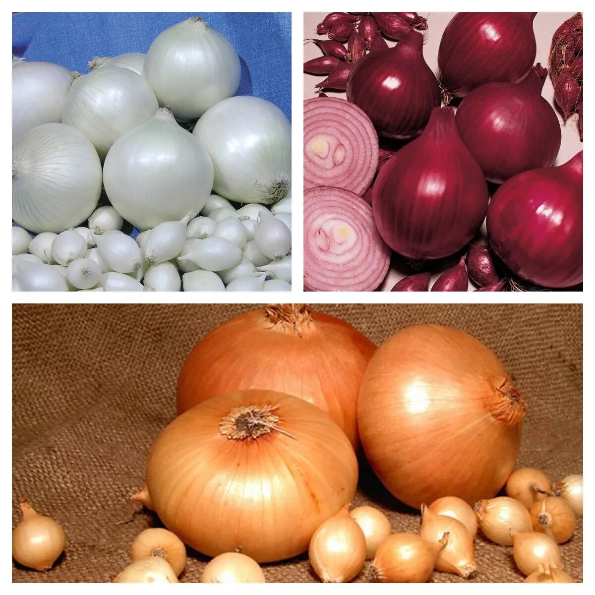 Лук севок какие сорта. Голландский стурон лук. Лук севок какие сорта. Лук севок золотистый семко. Лук севок бамбергер.