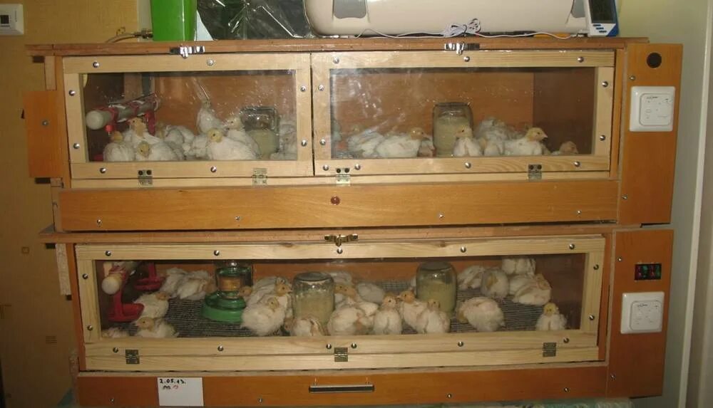 Брудер на 50 бройлеров. Брудер для цыплят. Брудер б-70 для подращивания суточных цыплят. Брудер для цыплят бройлеров. Брудер б-70 для подращивания суточных цыплят.