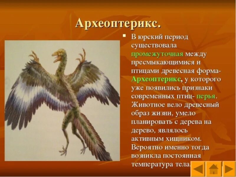 Черты сходства и различия птиц и пресмыкающихся. Археоптерикс пресмыкающиеся и птицы. Археоптерикс переходная форма между пресмыкающимися и птицами. Археоптерикс Эволюция птиц. Археоптерикс признаки рептилий.