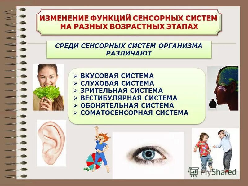 Сенсорные системы ребенка. Развитие сенсорных систем. Возрастная особенность слуховой и зрительной сенсорной системы. Сенсорные функции организма это.