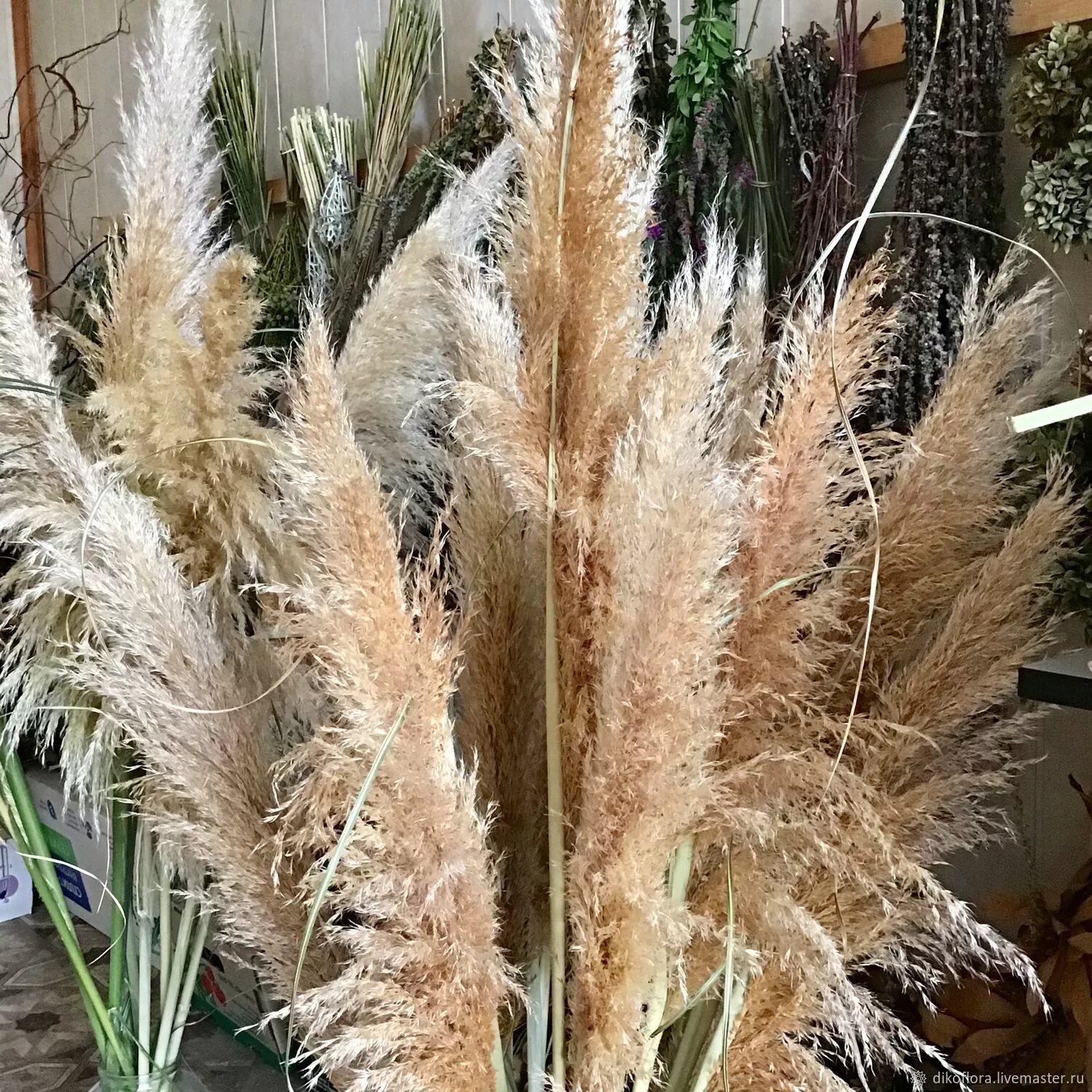 пампасная трава камыш. пампасная трава дикая. кортадерия селло серебристая. кортадерия сухоцвет. кортадерия селло серебристая.