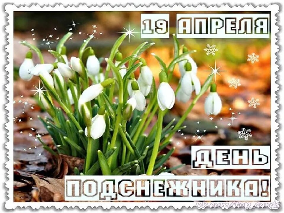 Какой сегодня праздник в россии 3 апреля. День подснежника. Международный праздник день подснежника. Открытки с подснежниками. Подснежник 19 апреля.